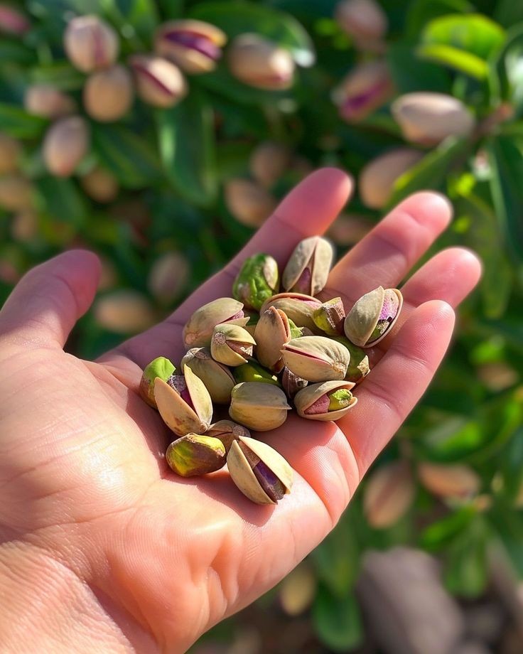 گوگرد معدنی و تاثیر آن در باغات پسته